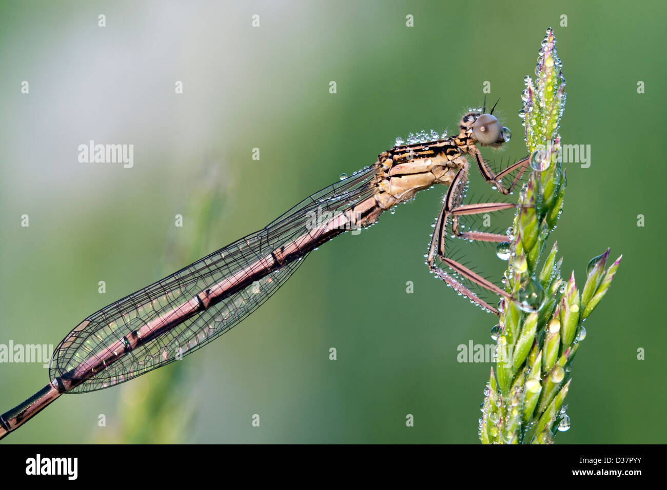 Dragonfly on a meadow in the morning in dew drops Stock Photo - Alamy