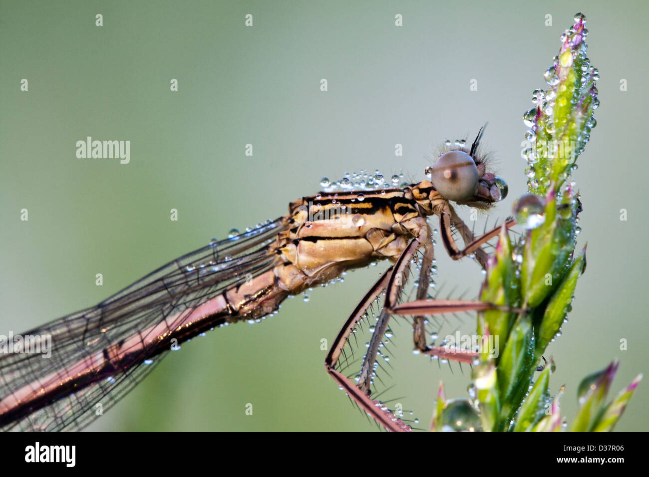 Dragonfly on a meadow in the morning in dew drops Stock Photo - Alamy