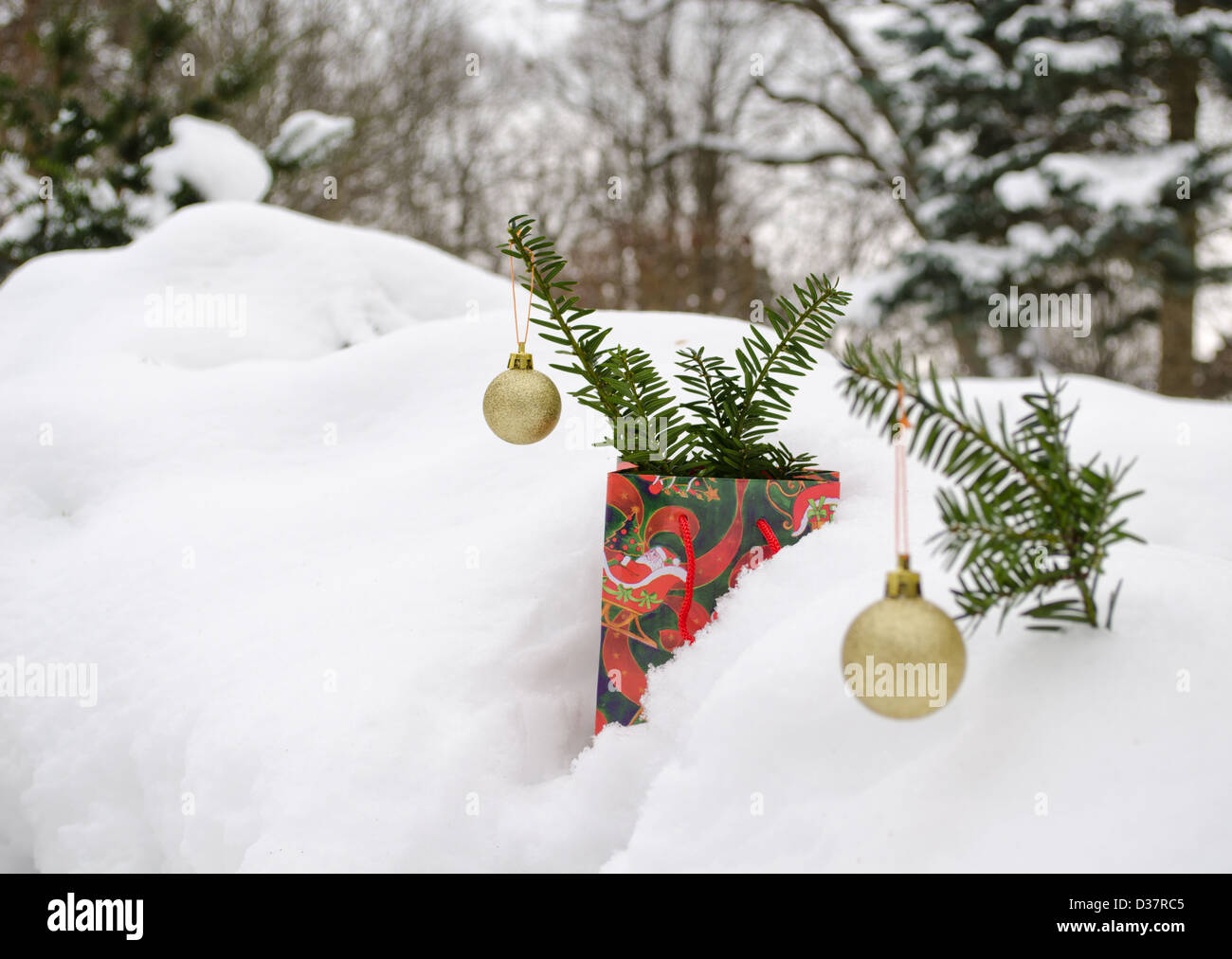 golden glossy round christmas tree toys hang on yew plant branch covered in winter snow. present gift bag. Stock Photo
