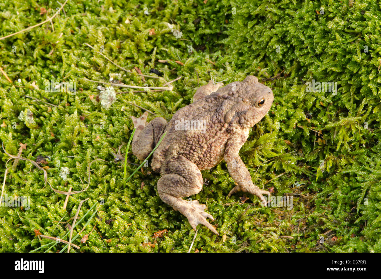 toad bufonidae bufo natterjack hoptoad amphibia animal sit on swamp moss. Stock Photo