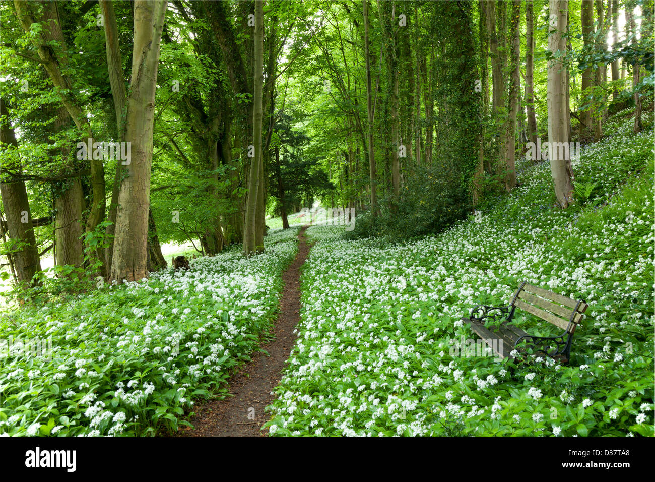 A footpath and seat surrounded by drifts of wild garlic and bluebells in beech woods in the Cotswolds UK Stock Photo