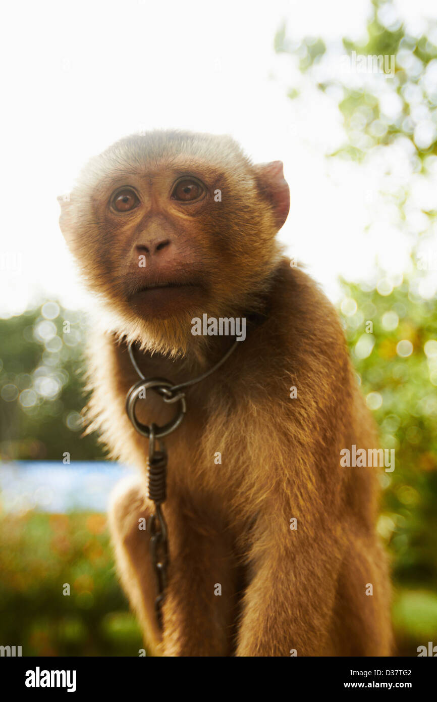 Thailand, Portrait of young macaque monkey Stock Photo