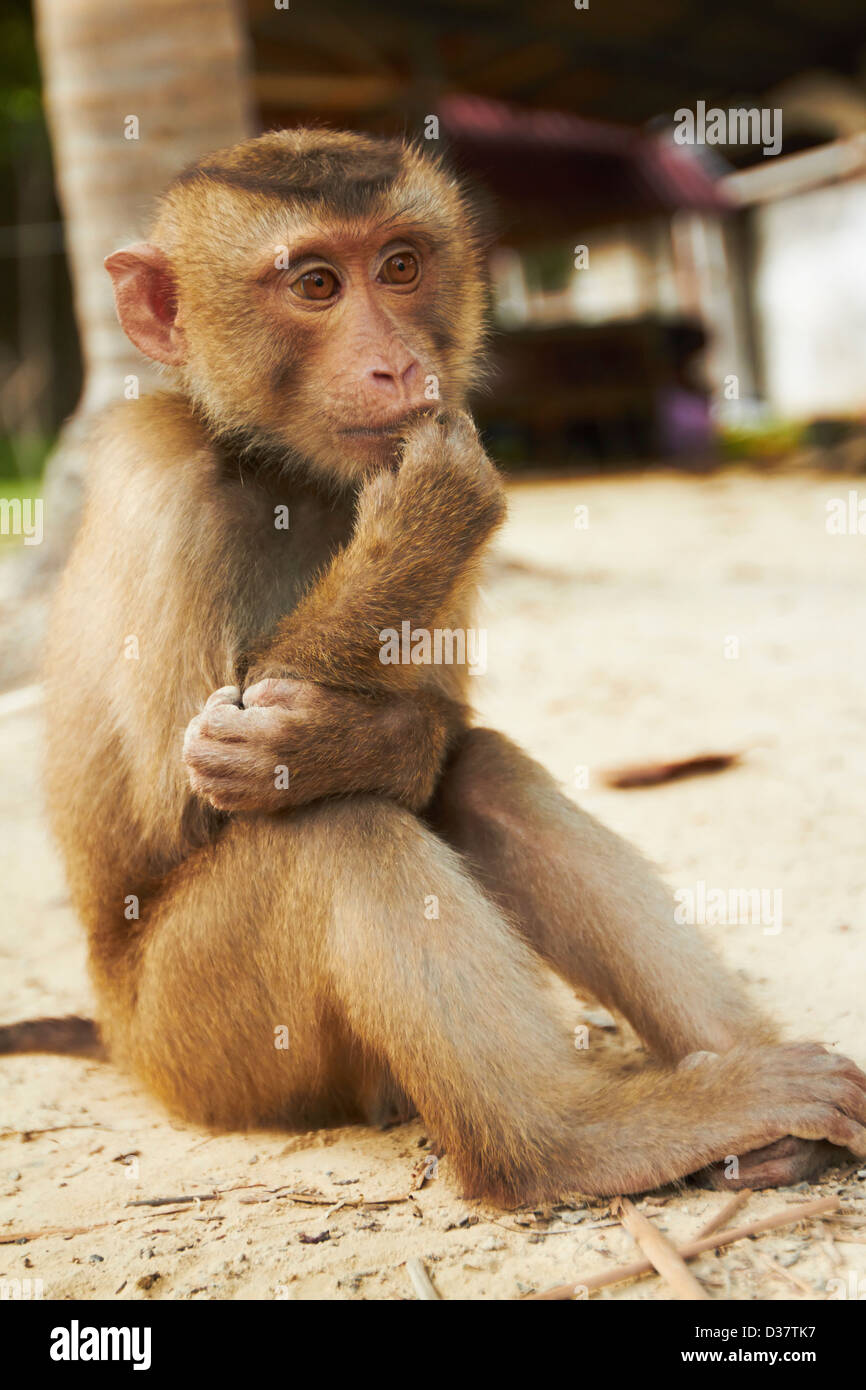 Thailand, Portrait of macaque monkey Stock Photo