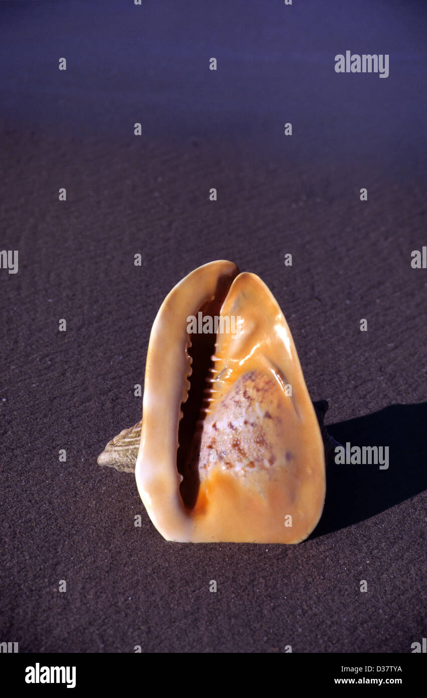 Single Horned Helmet Sea Shell Cassis cornuta on Beach Stock Photo