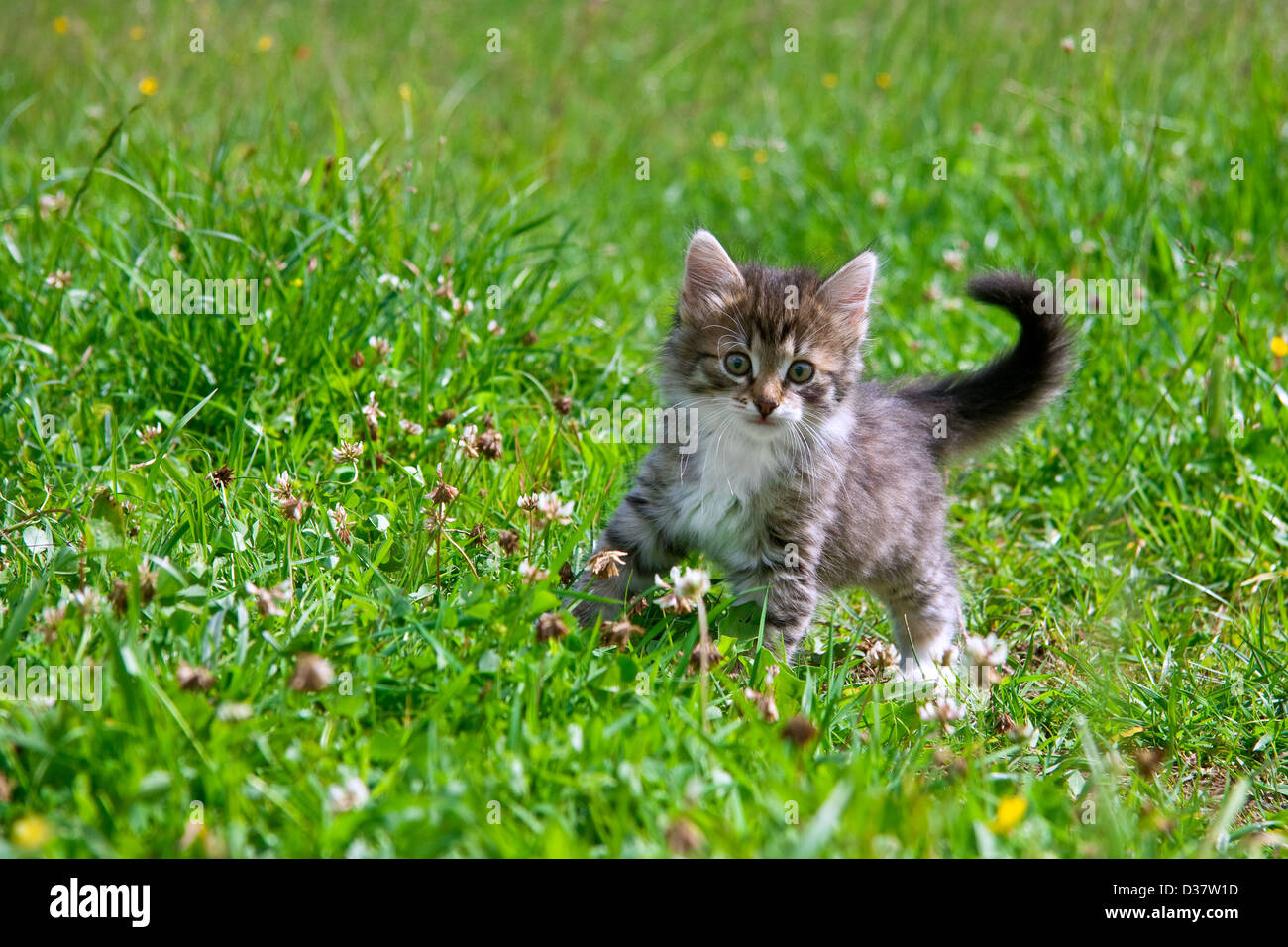 Котенок В Траве Фото