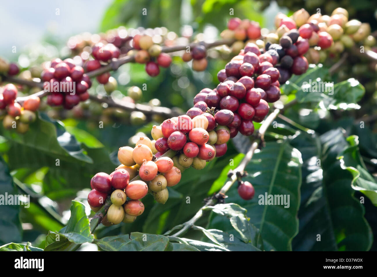 Ripening coffee beans on a tree Stock Photo