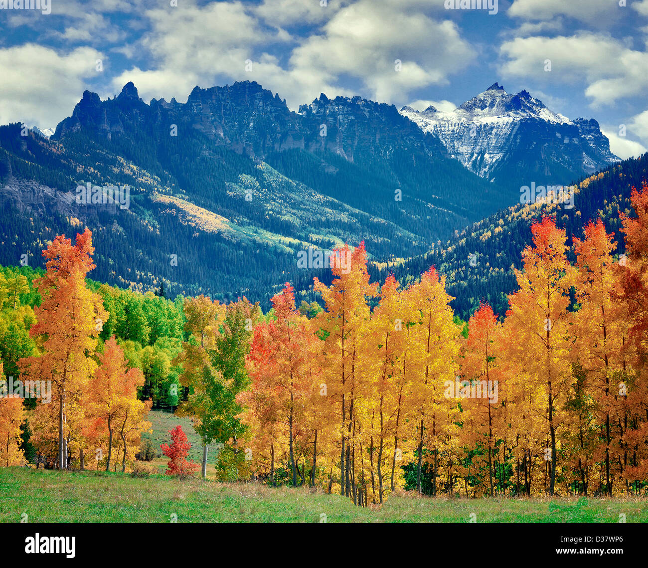 Fall colored aspens with storm clouds. Uncompahgre National Forest Stock Photo