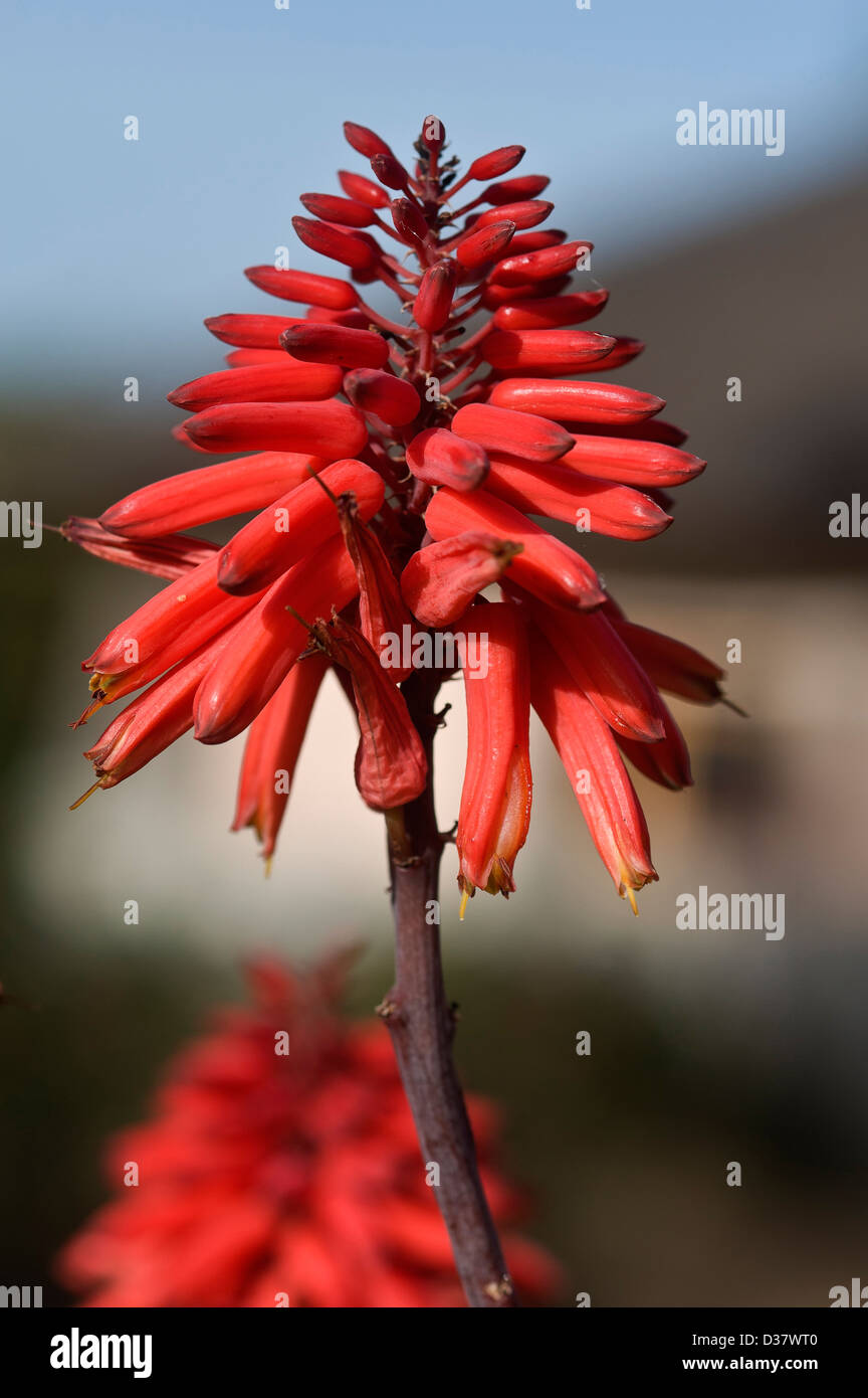 Ethiopian red flower, Kniphofia foliosa, Stock Photo