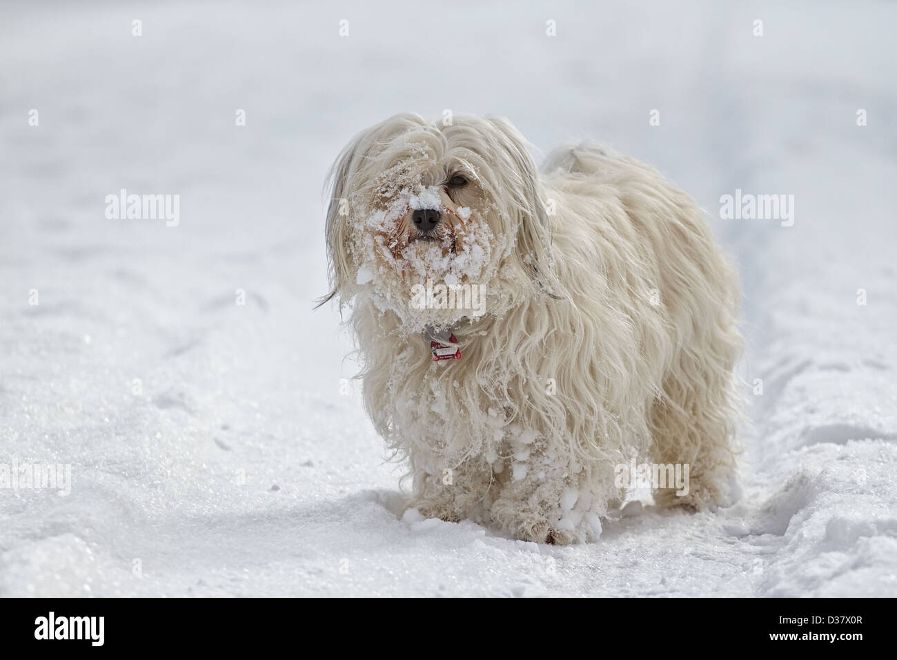 Dog (Havanese) standing in the snow, and his coat is full of snow globes Stock Photo