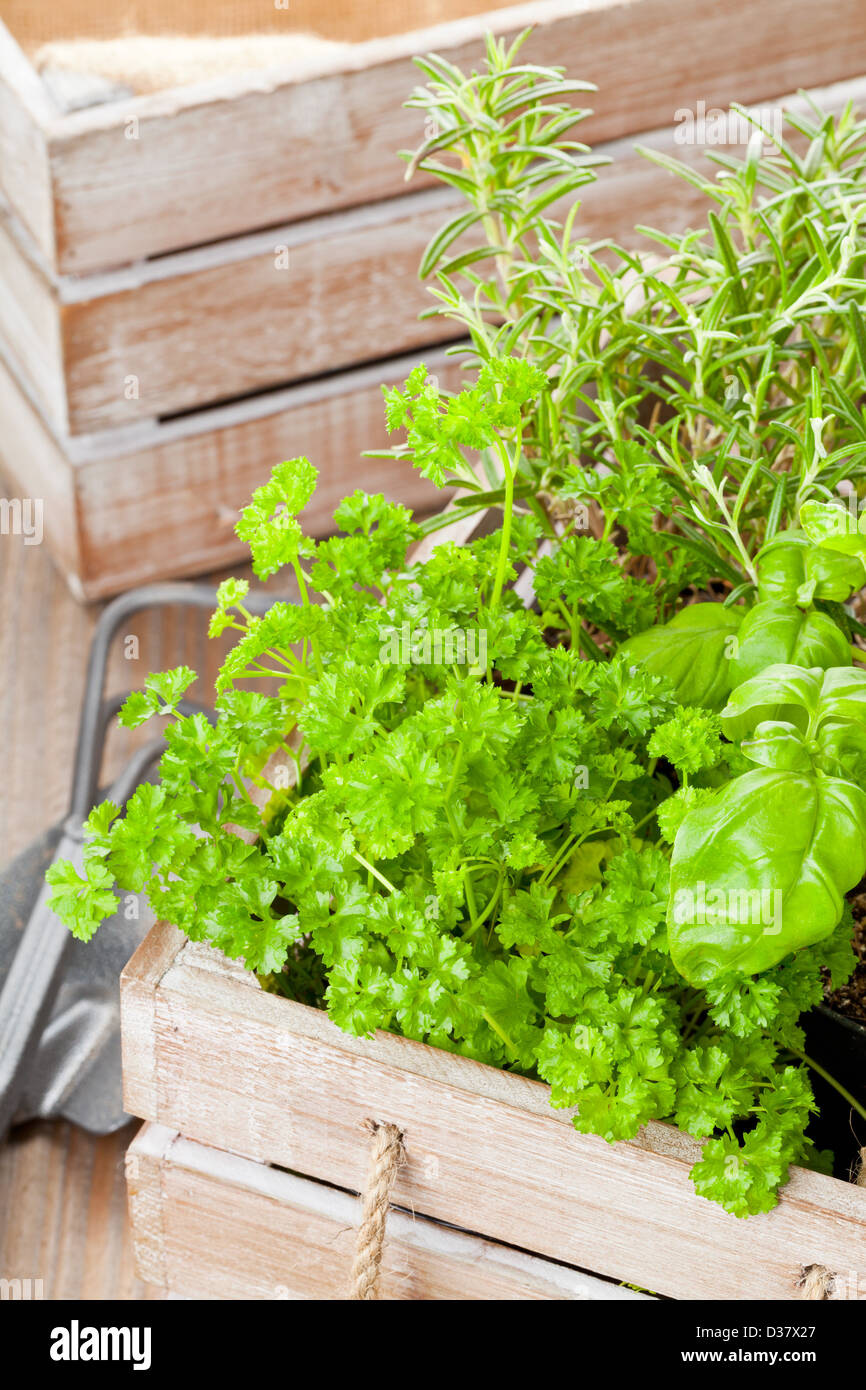 Rosemary herb container hires stock photography and images Alamy