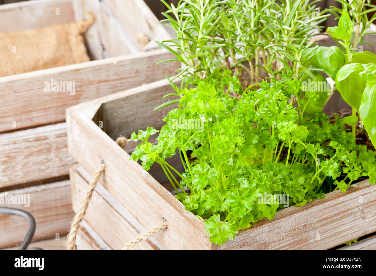 Rosemary herb container hires stock photography and images Alamy