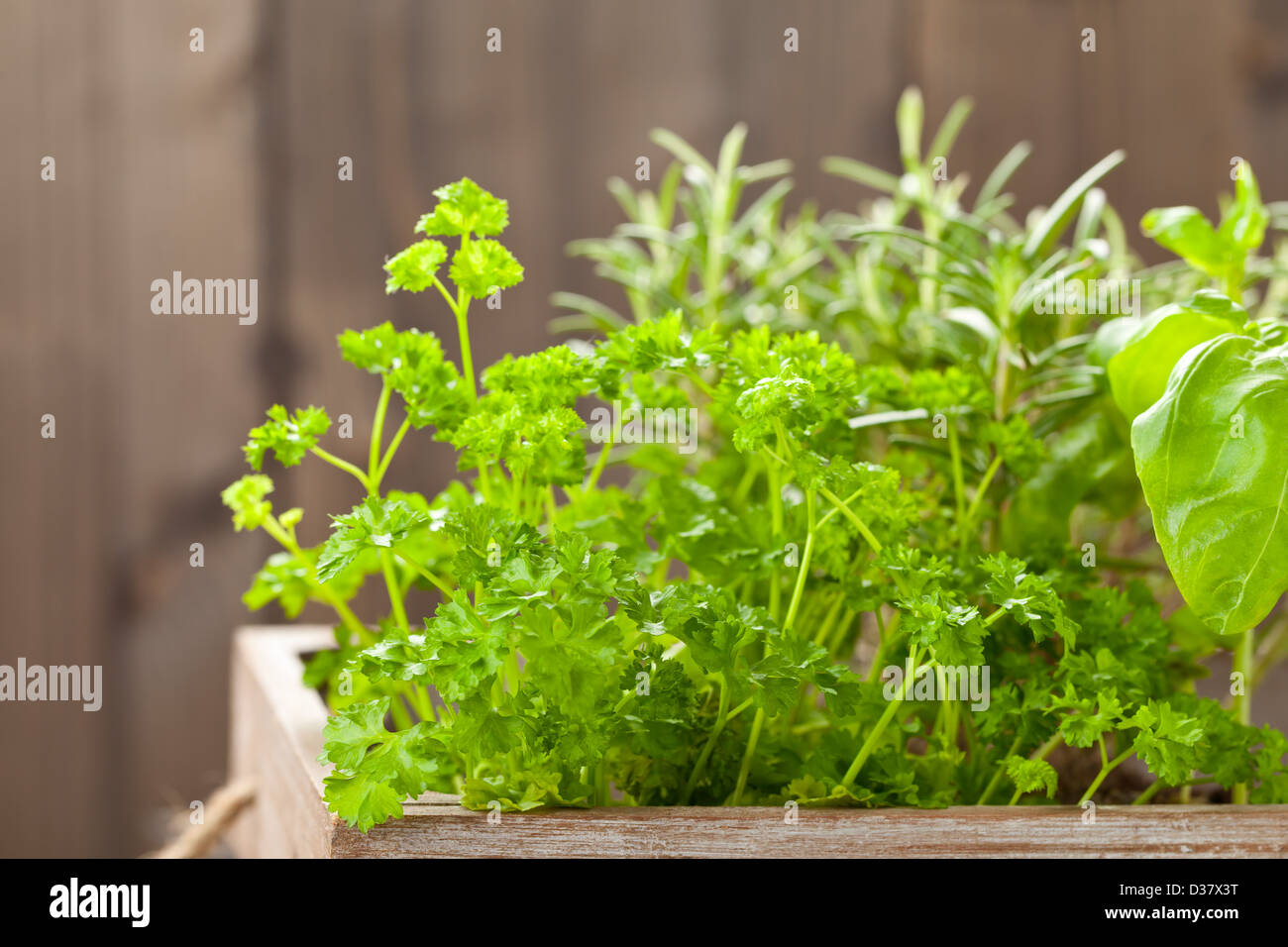 Growing herbs hires stock photography and images Alamy