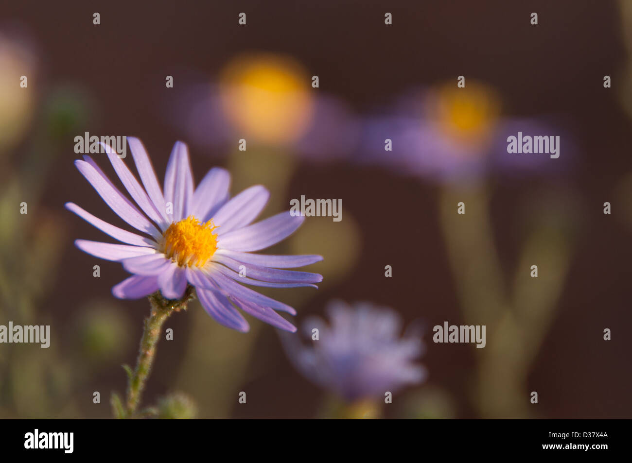 Hoary Spine Aster Stock Photo