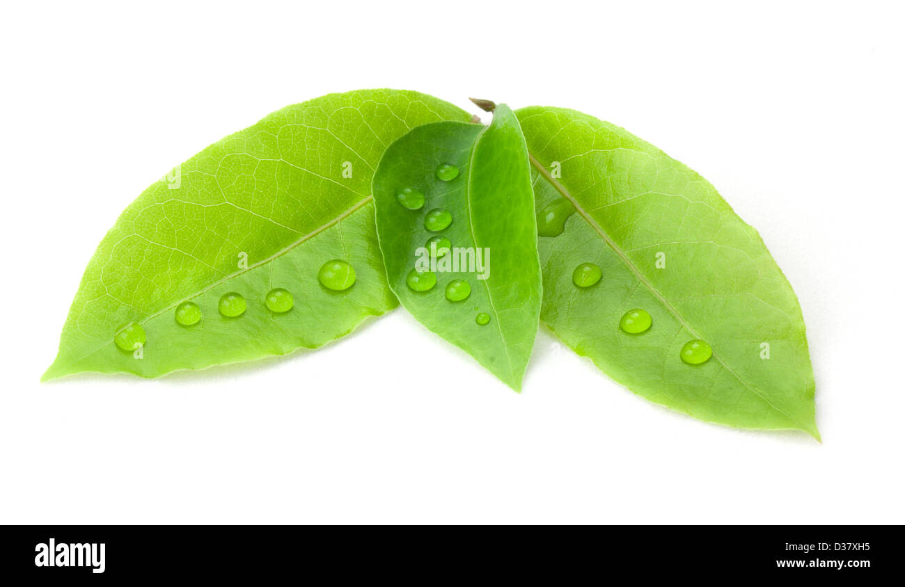 Bay leaf isolated on white background Stock Photo Alamy