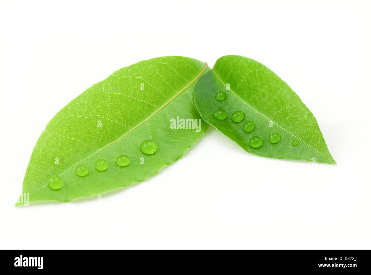 Bay leaf isolated on white background Stock Photo Alamy