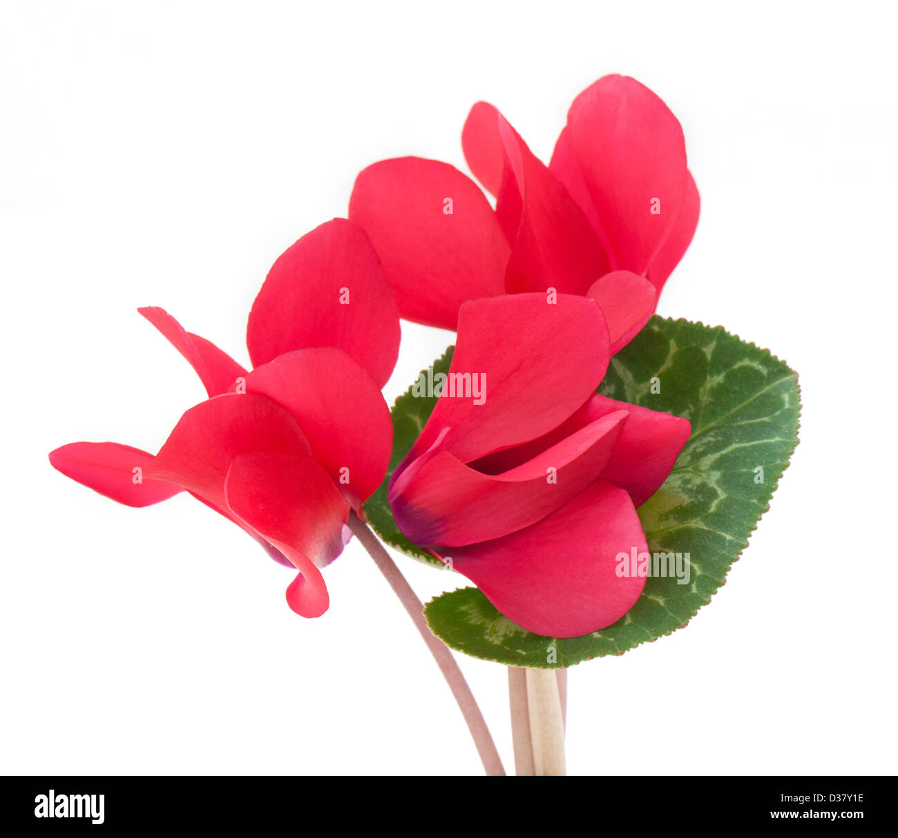 Cyclamen flower isolated on white background Stock Photo