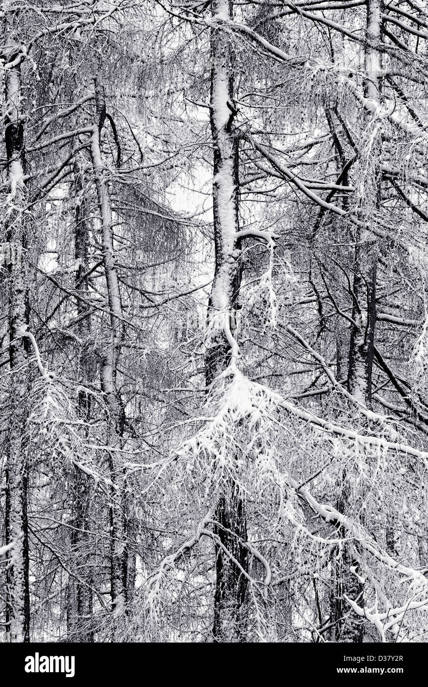 Snow clad trees. Black and White image. Stock Photo