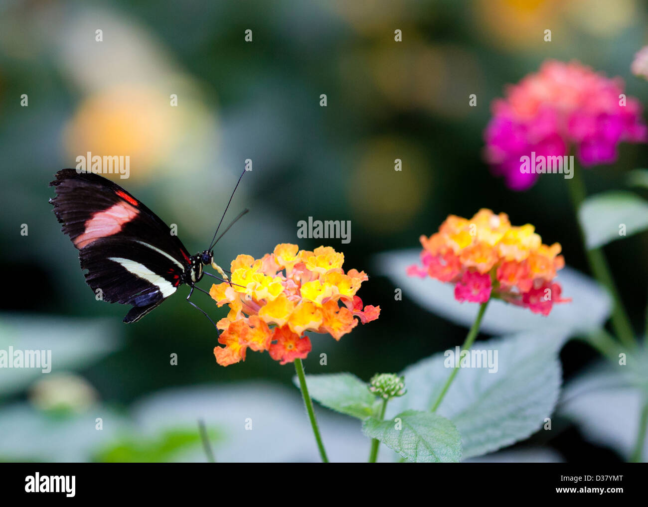 The Postman Butterfly (Heliconius melpomene) Sipping Nectar From A Flower Stock Photo