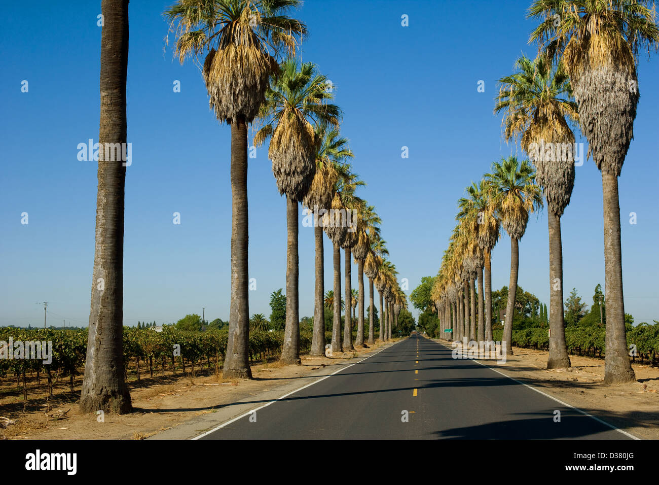 Road lined in Palm Trees in California Stock Photo Alamy