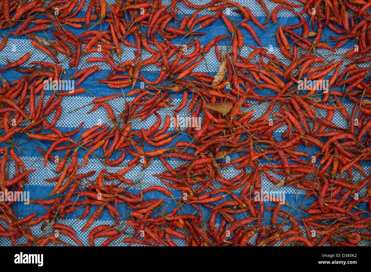 Red Chili Peppers in a market stall in Thailand Stock Photo - Alamy