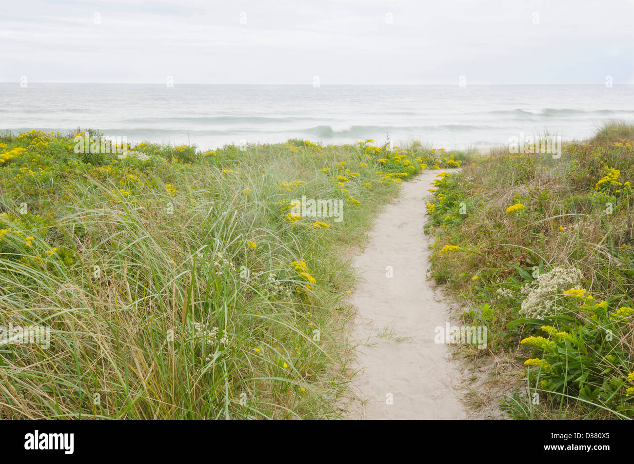 USA Massachusetts Nantucket Island Footpath Leading To Beach Stock usa-massachusetts-nantucket-island-footpath-leading-to-beach-stock