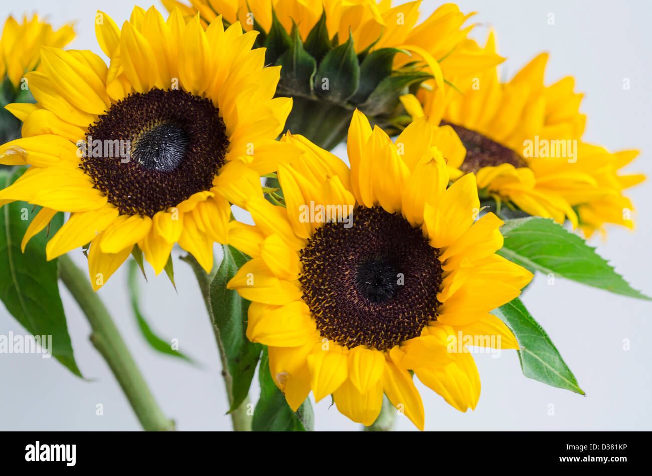 Bunch of sunflowers Stock Photo - Alamy