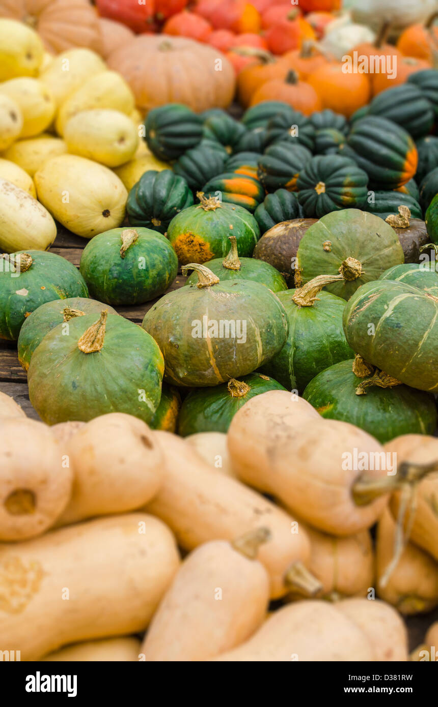 USA, New York, Heap of pumpkins Stock Photo - Alamy