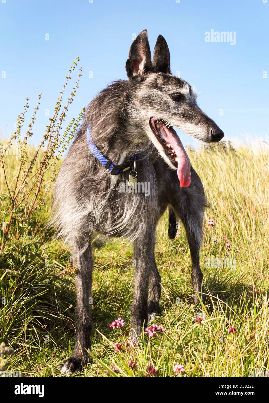 Grey Lurcher dog panting Stock Photo Alamy