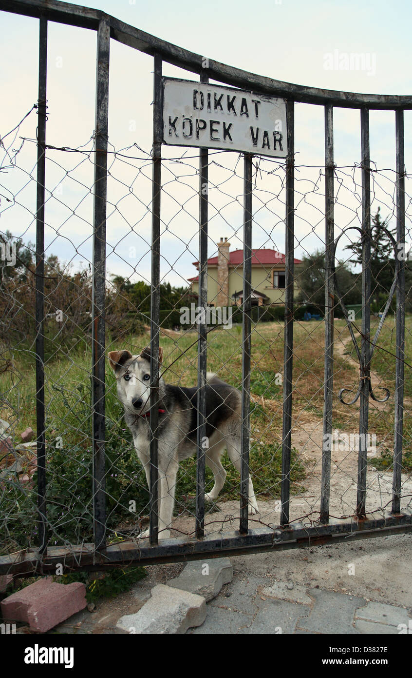 Bellapais, Turk Republic of Northern Cyprus, a peaceful house and farm dog Stock Photo