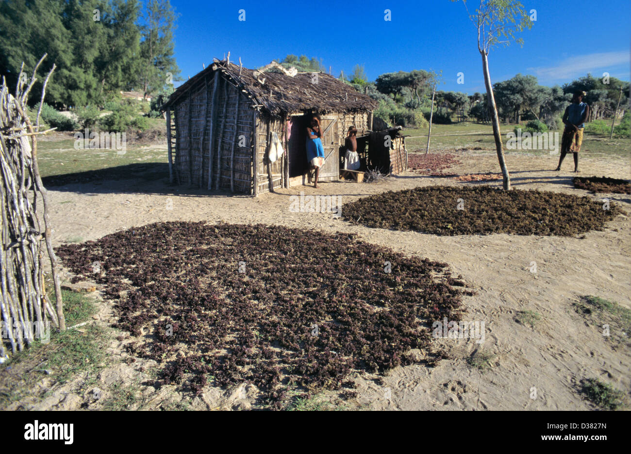 Wild Collected Seaweed Eucheuma species Drying Outside Peasant Hut or Grass Hut near Ifaty Toliara or Tulear SW Madagascar Stock Photo
