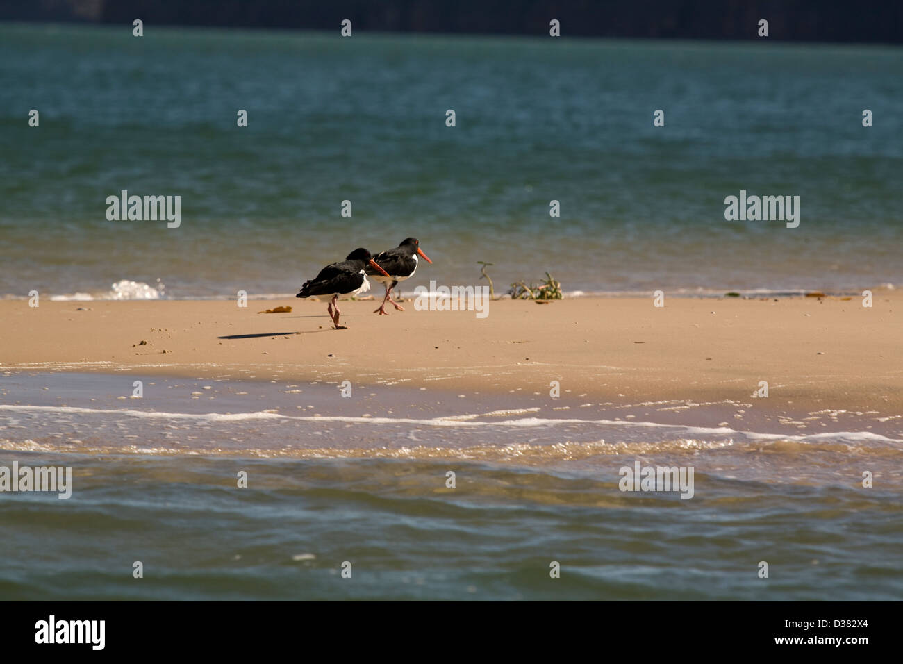 Oyster catchers, King George River, Kimberley coast, Western Australia. Stock Photo