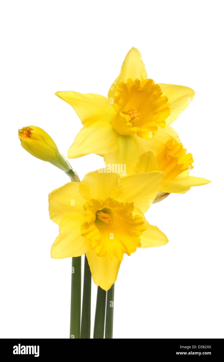 Daffodil flowers and bud isolated against white Stock Photo
