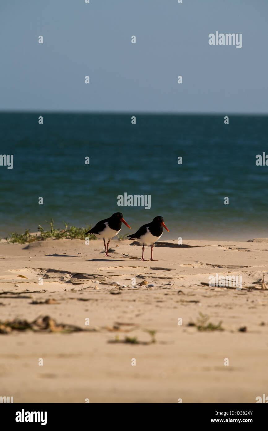 Oyster catchers, King George River, Kimberley coast, Western Australia. Stock Photo