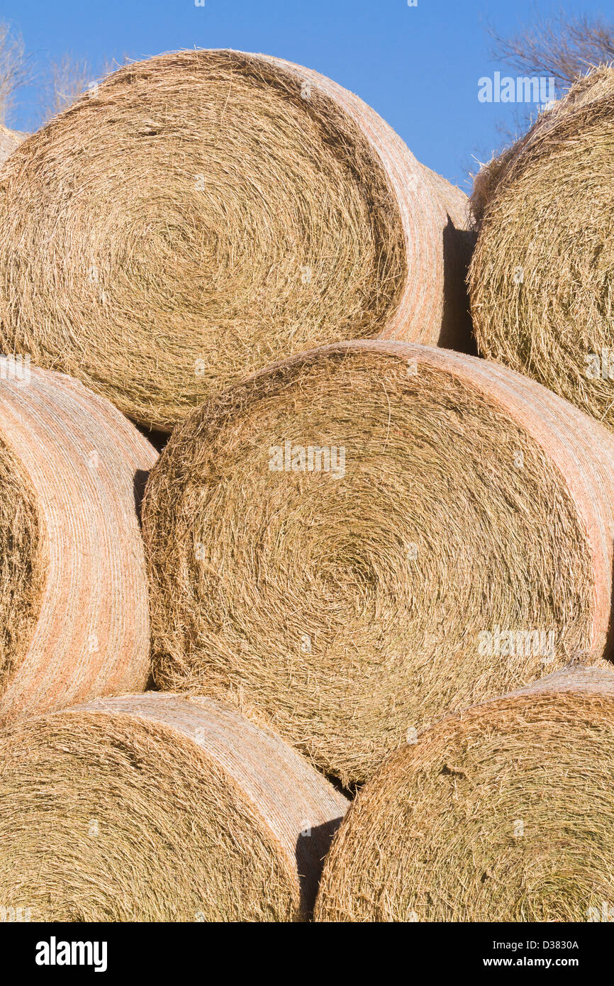 Hay rolls stack for storage on the farm Stock Photo - Alamy