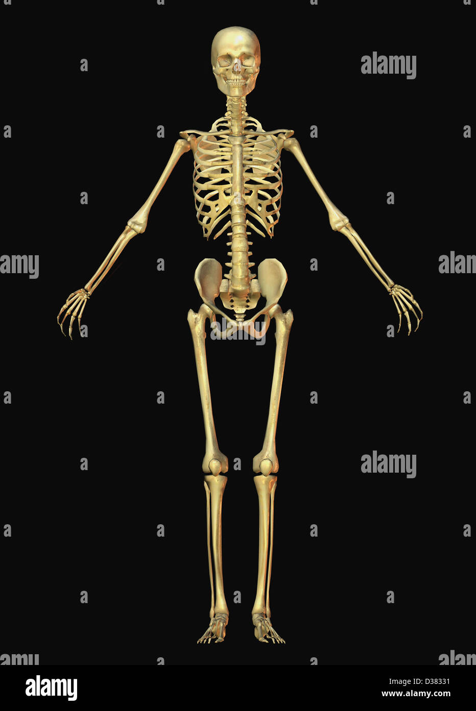 res stock photography and images Biology Diagrams