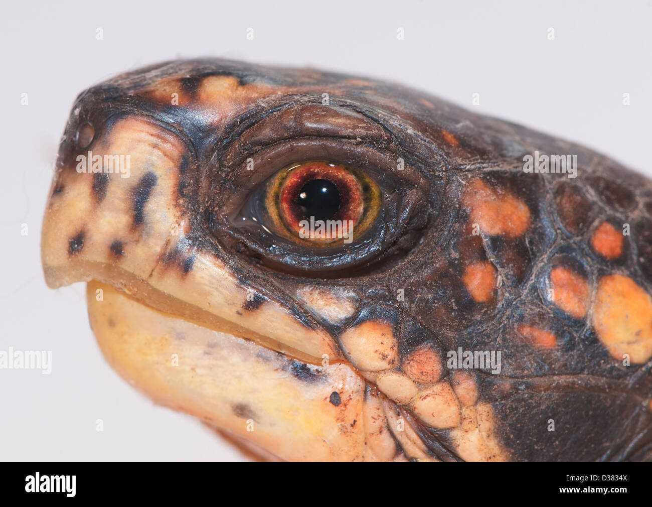 Animal themes animal head wildlife close up hi-res stock photography ...