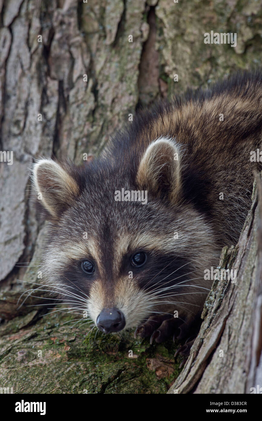 Raccoon ( Procyon lotor), New York, in tree Stock Photo Alamy