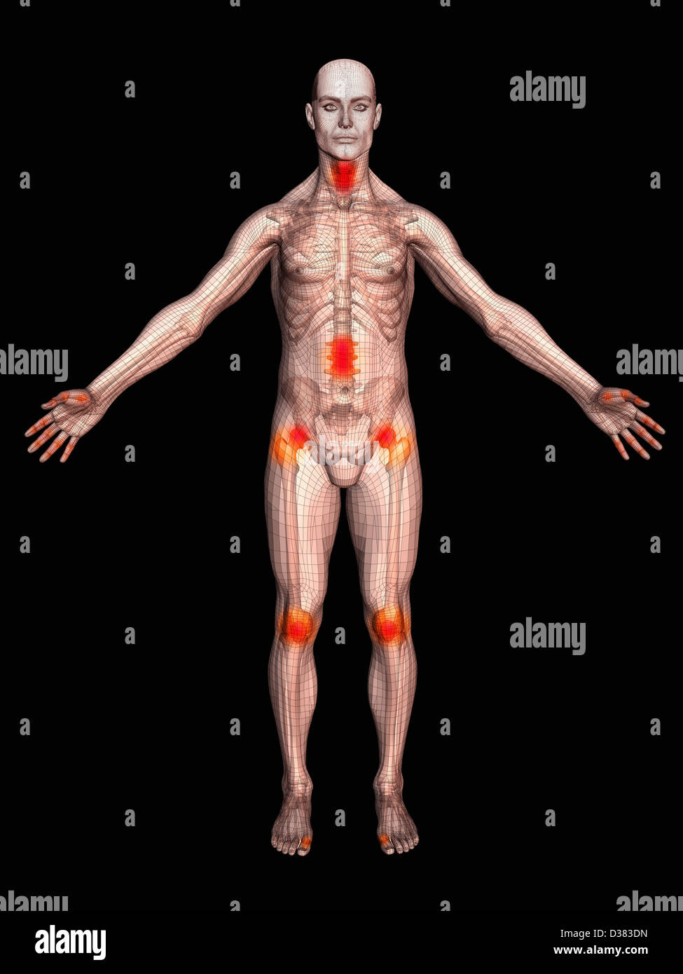 Digitally Generated Male Figure Showing Body Parts Stock Photo Alamy