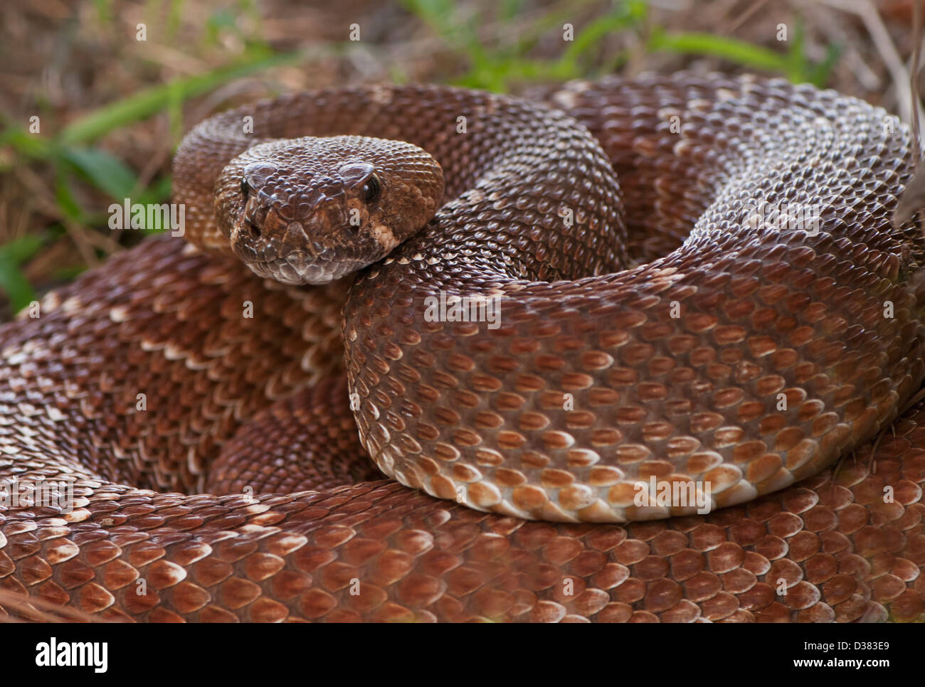 USA, Rattlesnake coiled in grass Stock Photo - Alamy