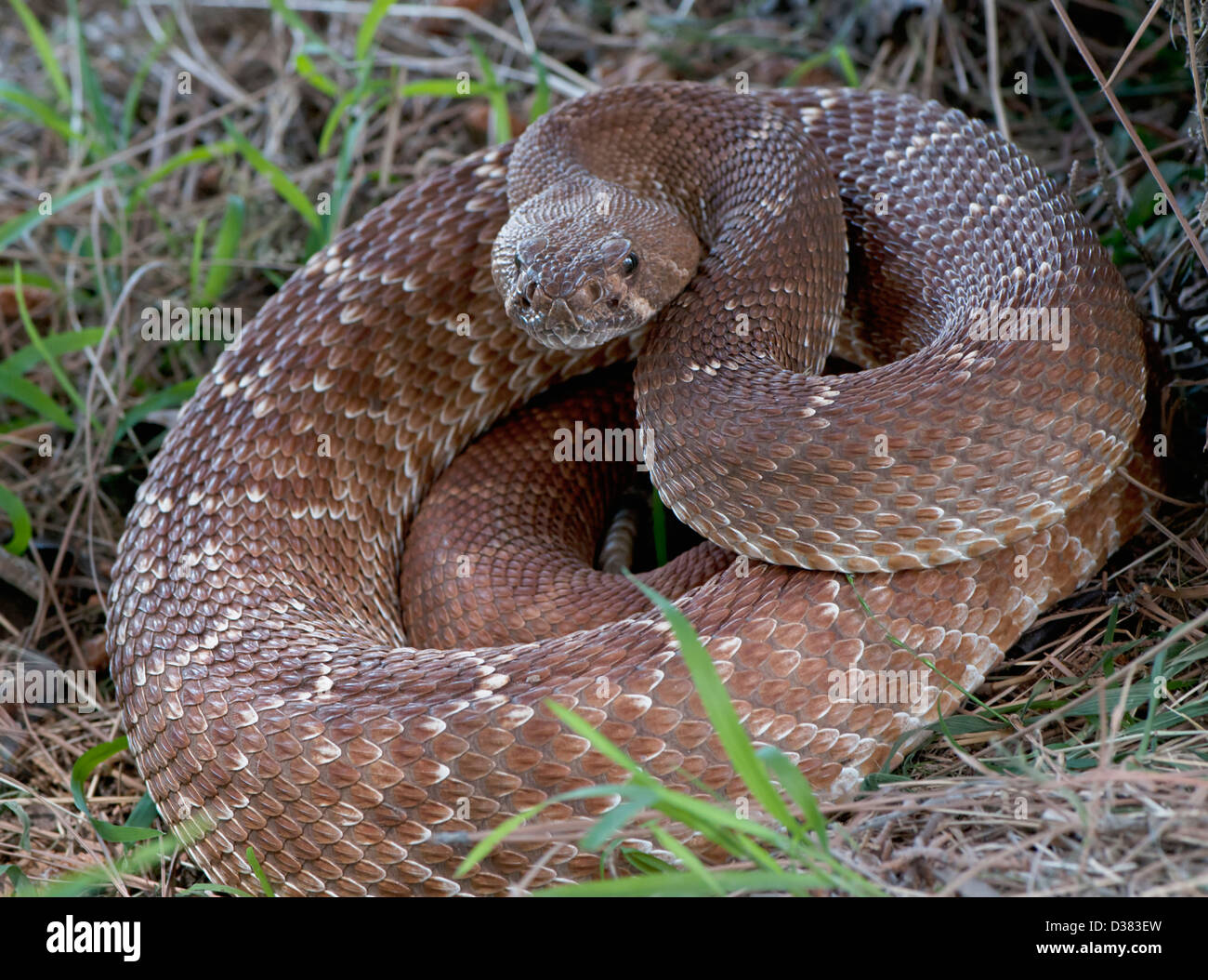 USA, Rattlesnake coiled in grass Stock Photo Alamy
