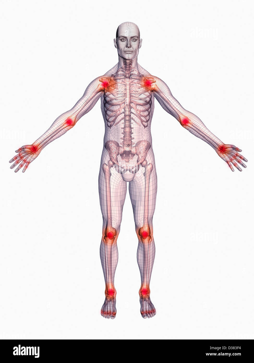 Body Parts Diagram Male / Male Human Anatomy Body Internal Organs