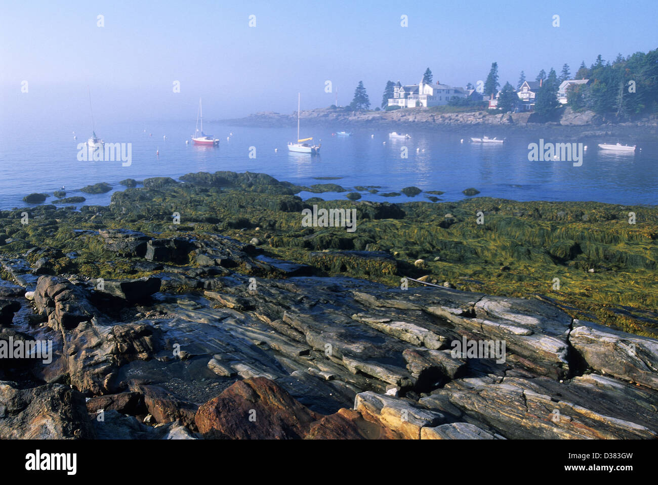 Elk282-1427 Maine, Ocean Point, shoreline in fog Stock Photo
