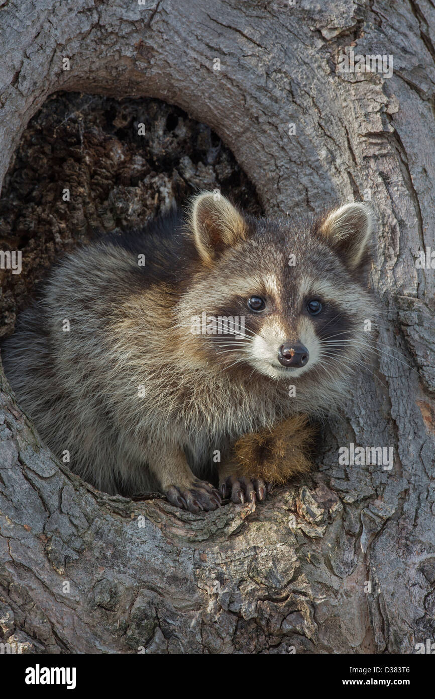 Raccoon ( Procyon lotor), New York, in tree Stock Photo Alamy