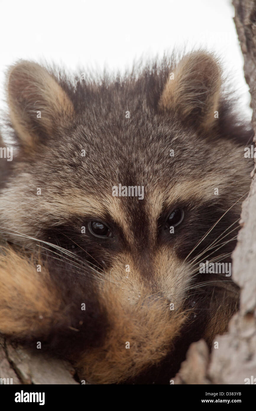 Raccoon ( Procyon lotor), New York, in tree Stock Photo Alamy