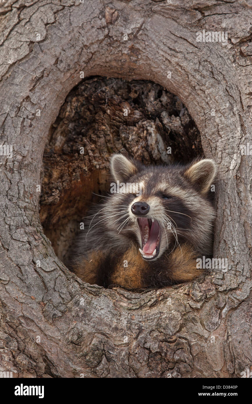 Raccoon ( Procyon lotor), New York, in tree, yawning Stock Photo Alamy