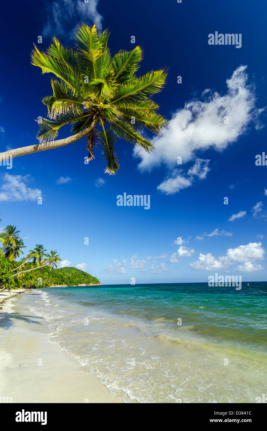 White sand beach with a palm tree hanging over it in the Caribbean Sea Stock Photo