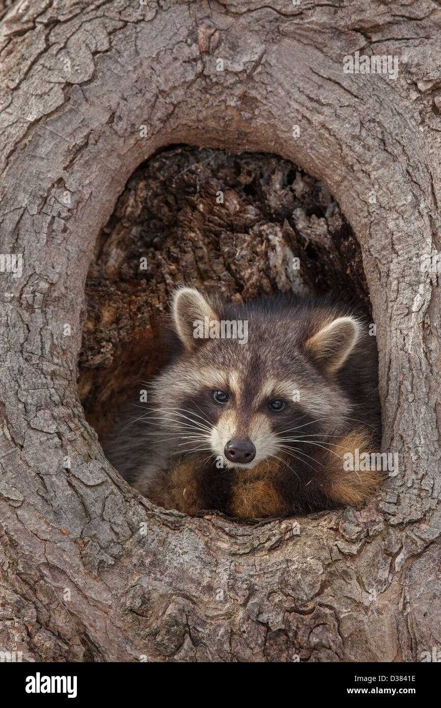 Raccoon ( Procyon lotor), New York, in tree Stock Photo Alamy