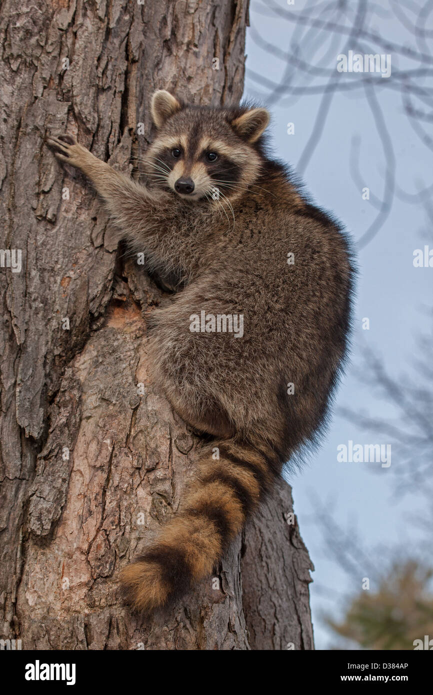 Raccoon ( Procyon lotor), New York, in tree Stock Photo Alamy
