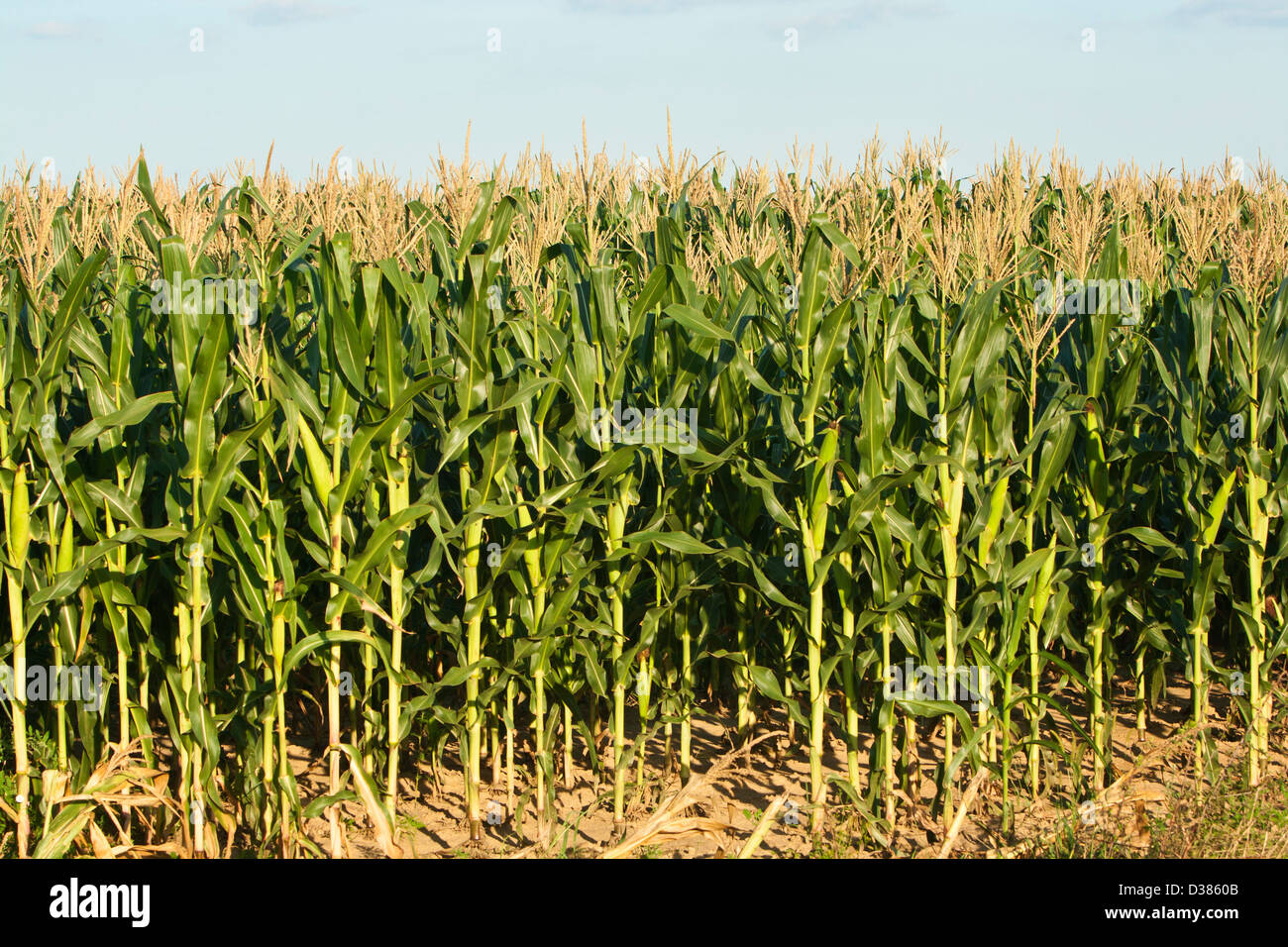 Corn, Maize (Zea mays) Stock Photo