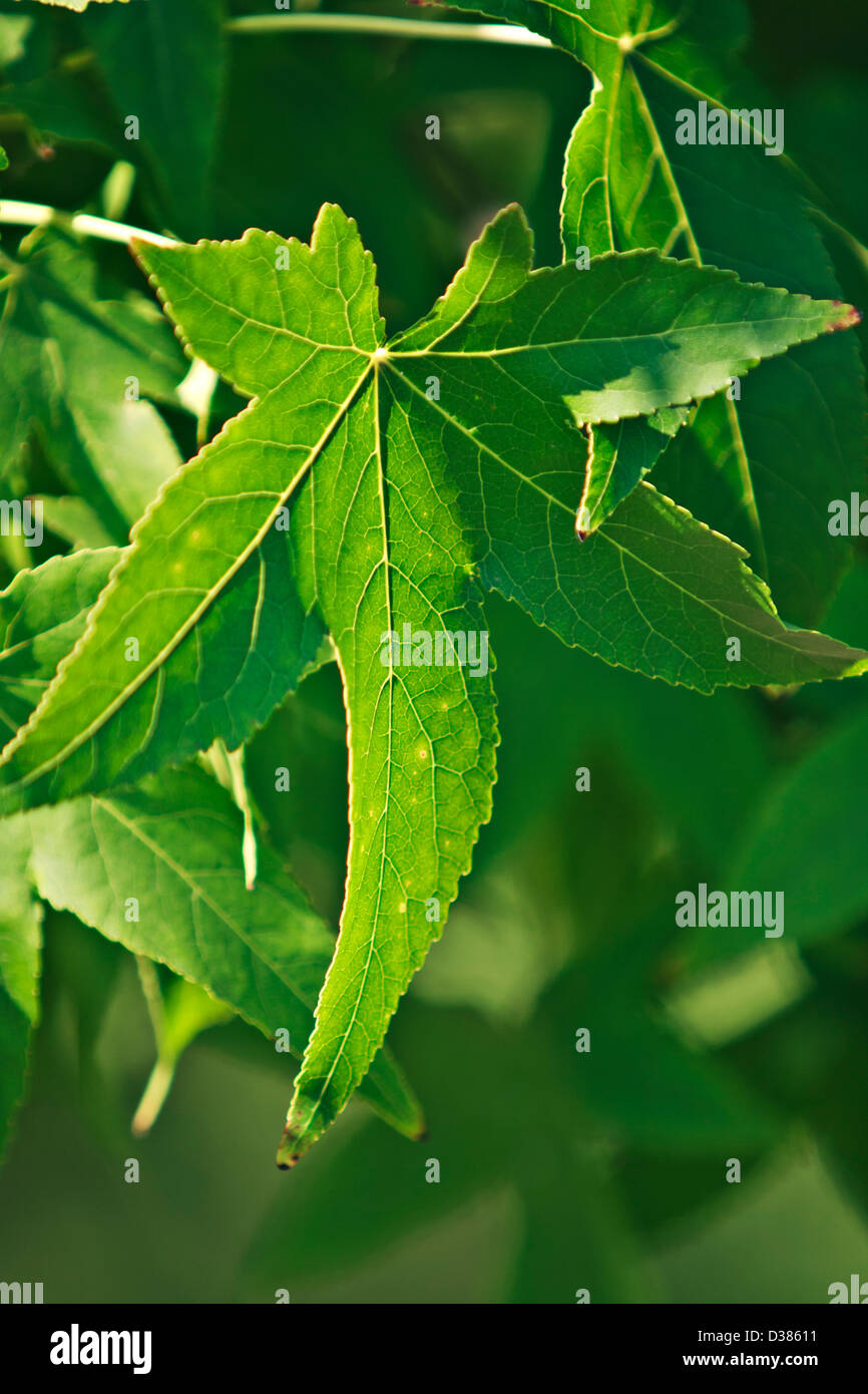 Maple leaves (Acer palmatum) Stock Photo